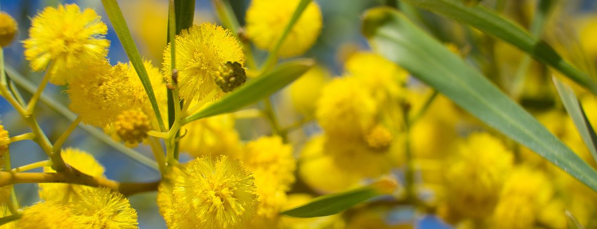 Water wattle