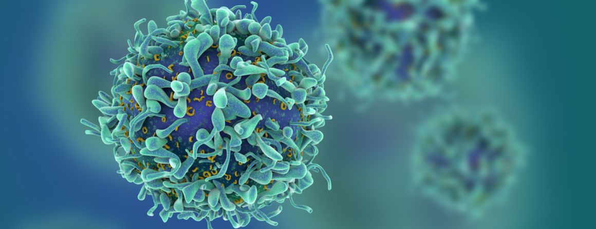 T Cells