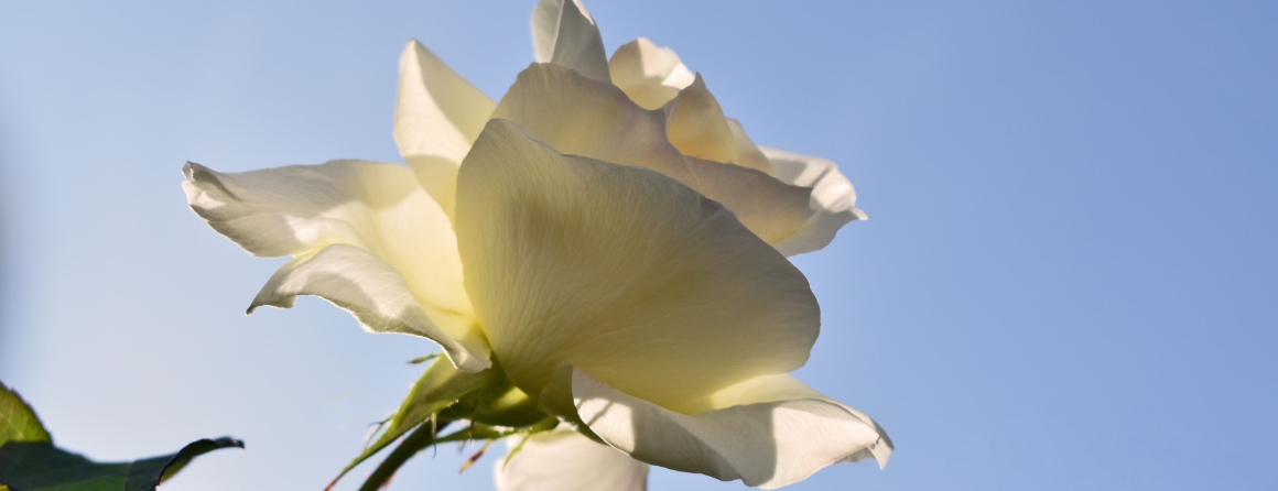 Vale Professor Glenn Bowes AO