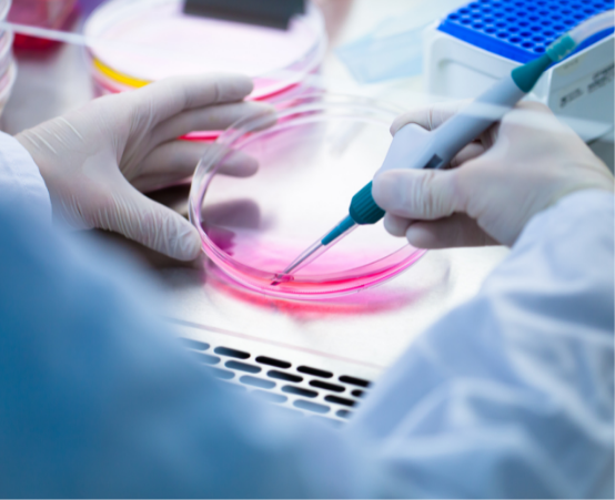 Petri dish