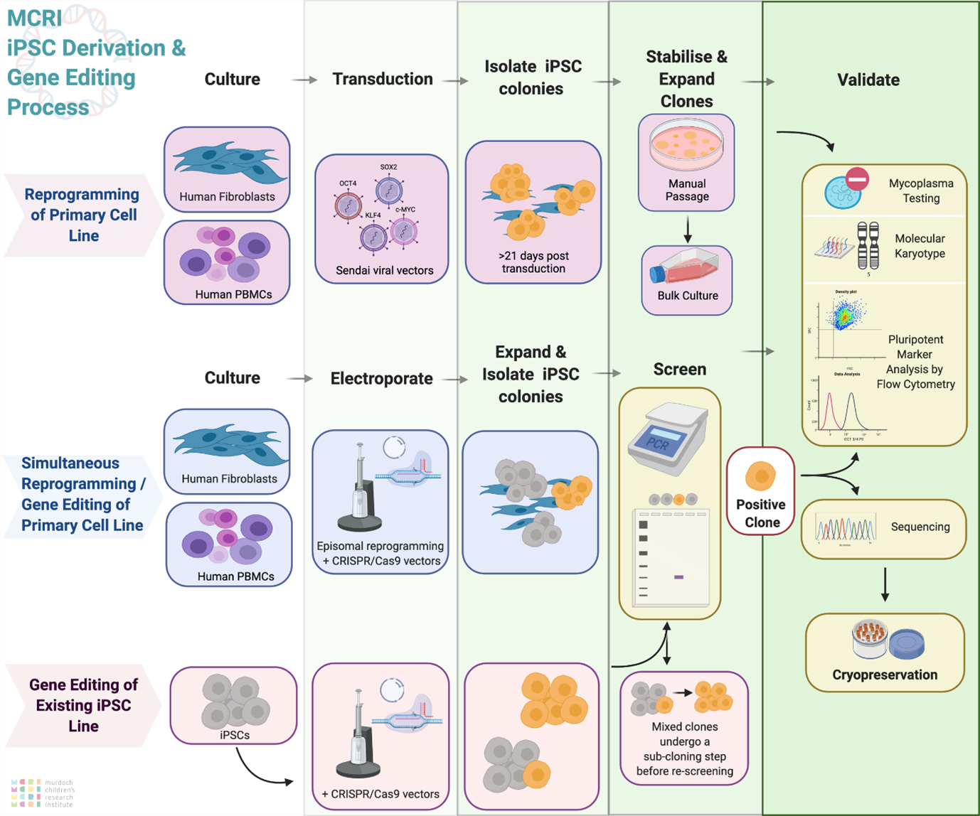 ipsc derivation gene editing diagram