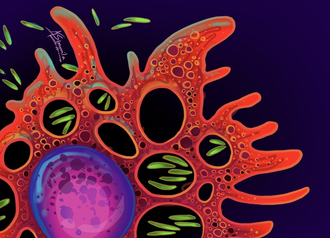 Macrophage Infected with Myco 2 by Kathleen Strumila
